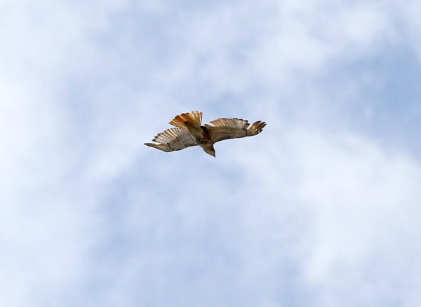 Young Red-tailed Hawk flying over NYC with wings outstretched
