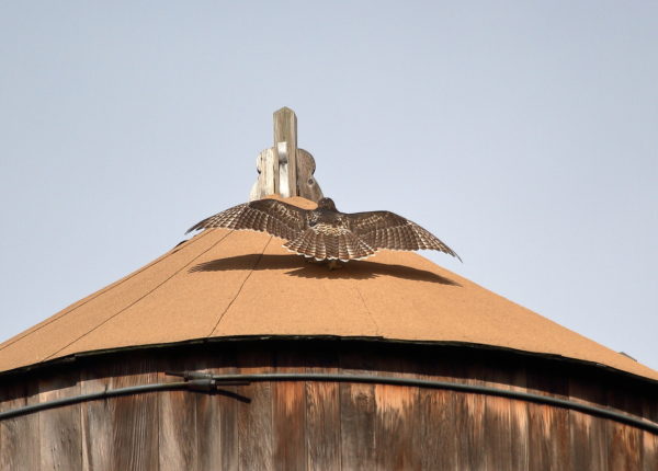 Fledgling Hawk on water tower with wings outstretched
