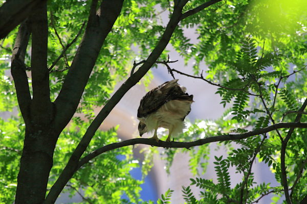Male Hawk in Washington Square Park Tree