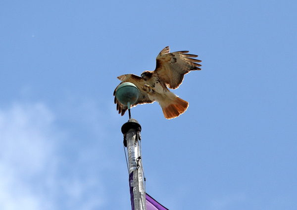 Sadie Hawk landing on flag pole