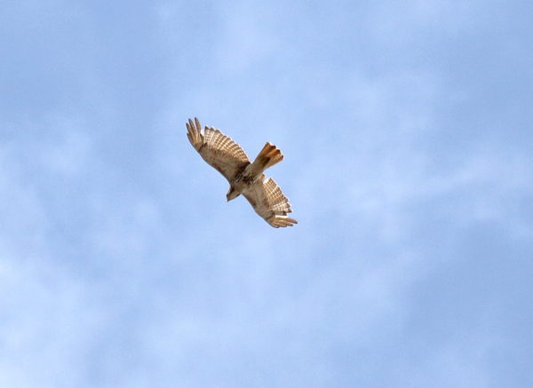 Young Red-tailed Hawk flying over NYC