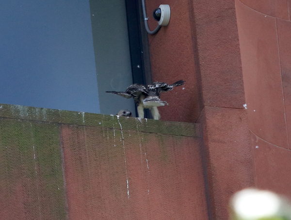 Baby Hawk on edge of nest ledge, back toward street