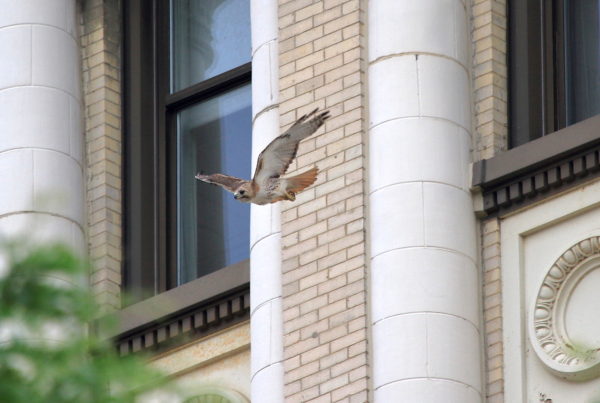 male Hawk flying from Shimkin