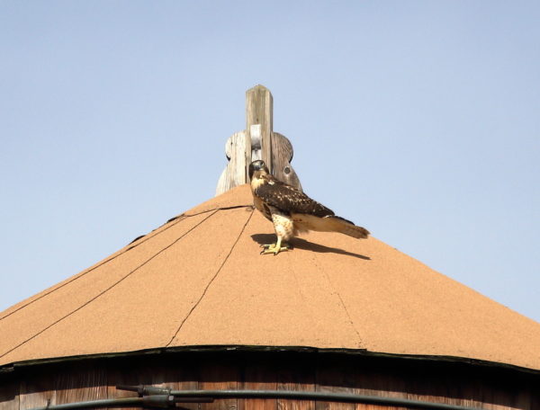 Fledgling Hawk sitting on water tower
