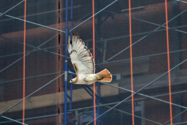 Juno the male Red-tailed Hawk flying past NYC scaffolding