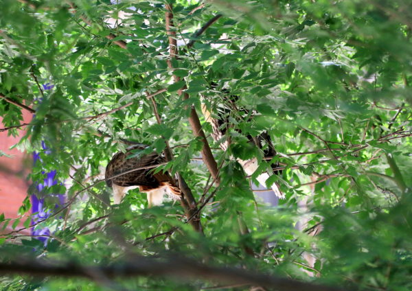 Male Hawk sitting in a tree by the fledgling