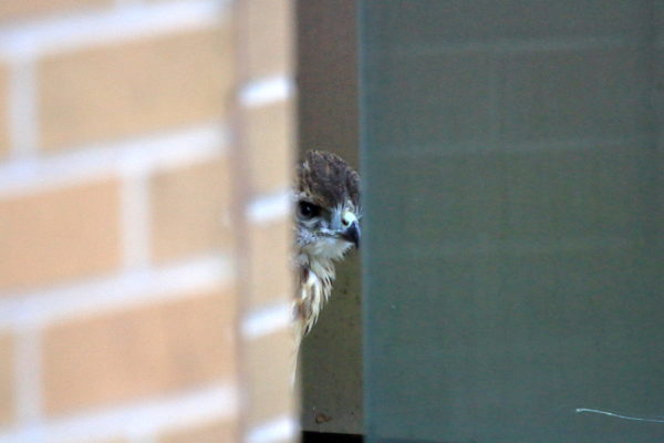NYU Red-tailed Hawk fledgling sitting on building