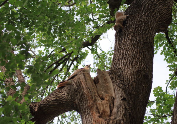 Squirrel approaching Hawk in a tree