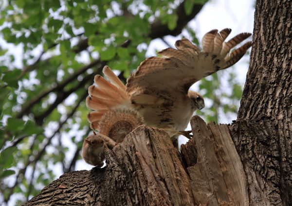 Squirrel chasing Hawk out of a tree