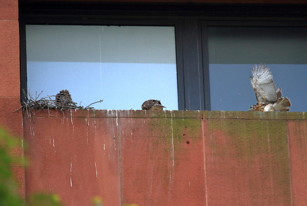 Three NYU Hawk babies on the nest ledge