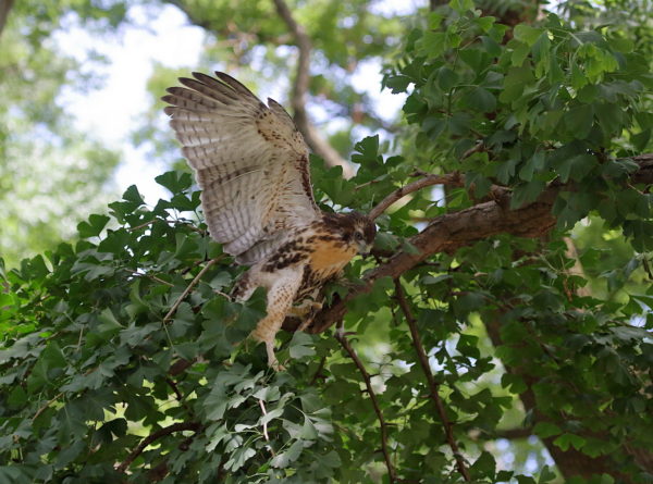 Fledgling Hawk climbing a tree