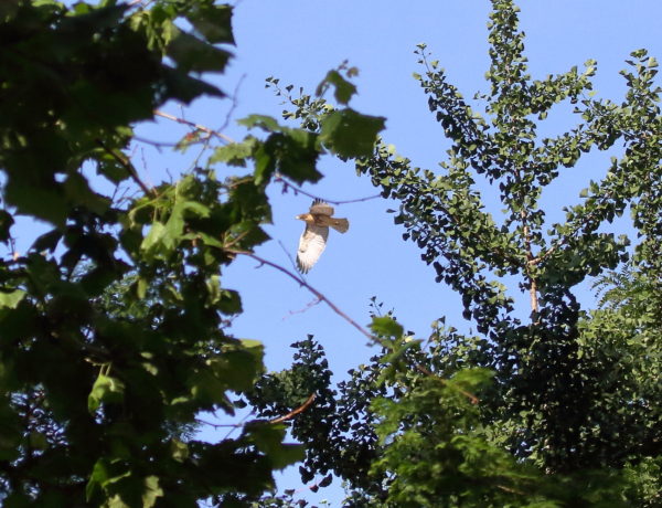 Fledgling Hawk flying above trees