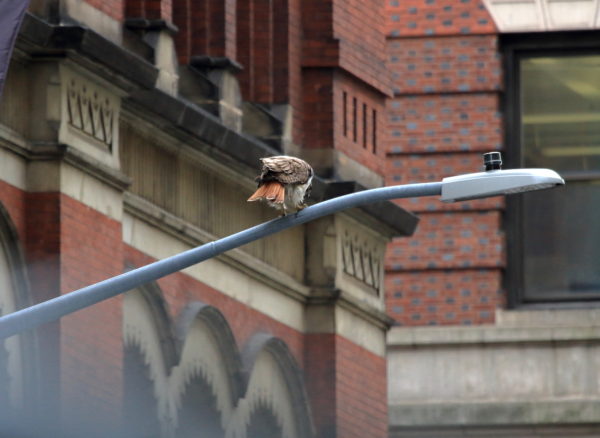 Male Hawk Juno sitting on NYC street lamp