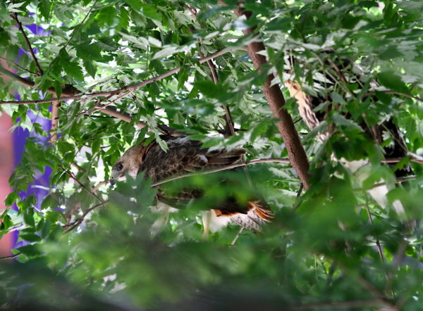 Male Hawk sitting next to fledgling in a tree