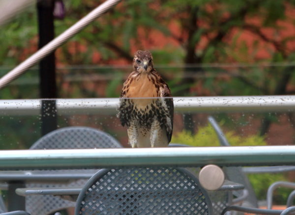 Young Red-tailed Hawk sitting on building railing