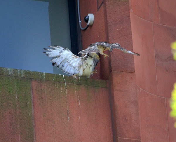 Male Hawk rushes baby Hawk and makes it fall off nest ledge