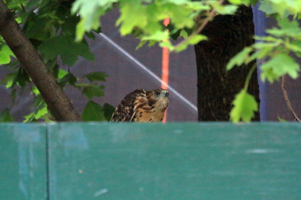 fledgling Red-tailed Hawk hunched down looking out