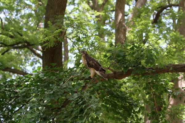 Fledgling Hawk standing on a tree branch