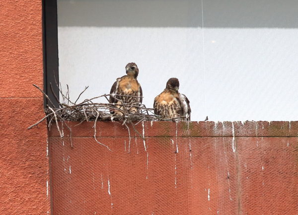 NYU Hawk babies sitting in nest