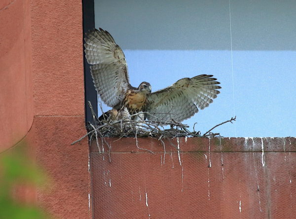 NYU Hawk baby sitting on nest with wings outstretched