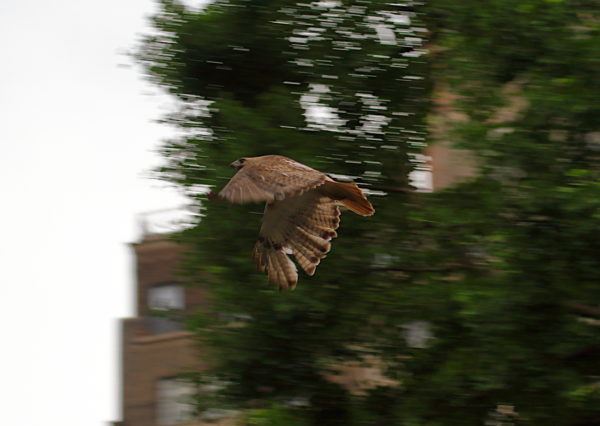 male Red-tailed Hawk Juno flying out of Washington Square Park trees