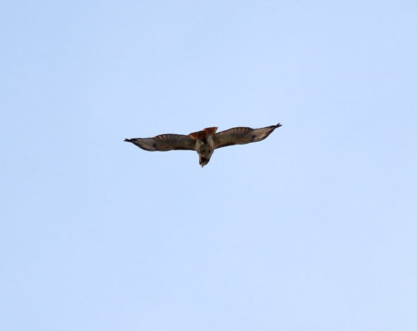 Sadie Red-tailed Hawk flying looking down