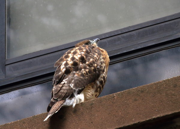 Washington Square Park fledgling looking up from window sill