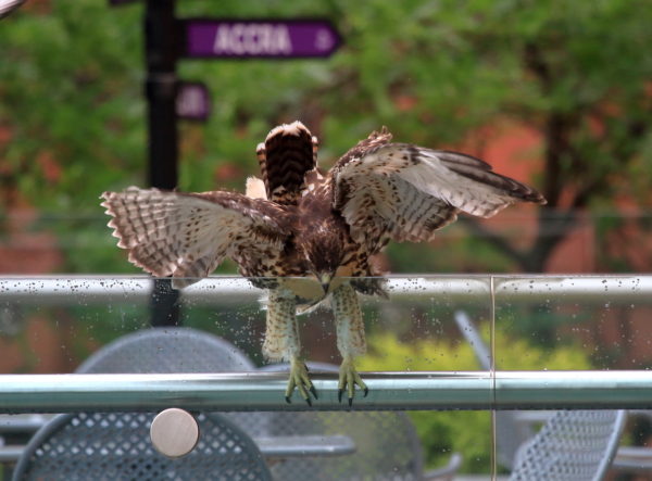 Young Hawk catching its balance on railing