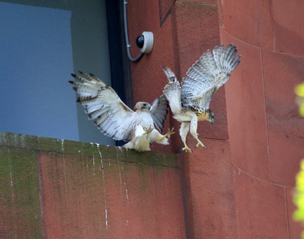 Male Hawk kicks baby Hawk