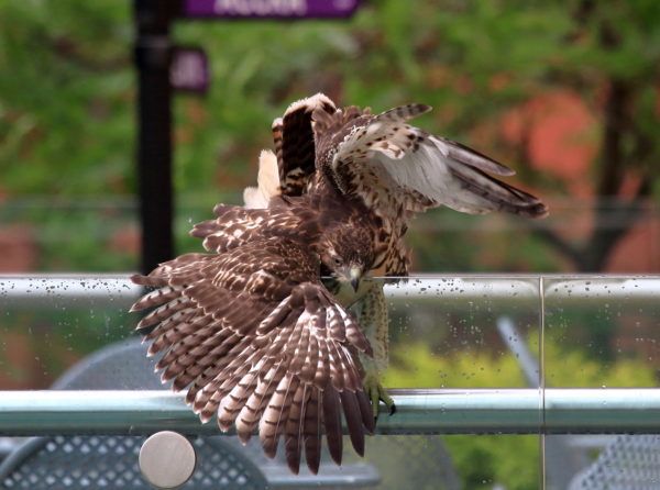 Young Hawk catching its balance on railing