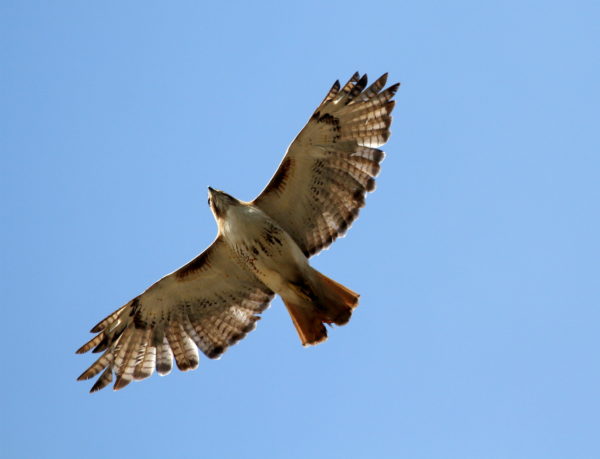 Juno male Red-tailed Hawk flying above