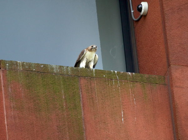 Male Hawk sitting on NYU nest ledge