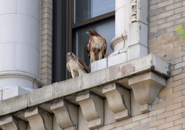 Sadie and male Hawk in Shimkin window