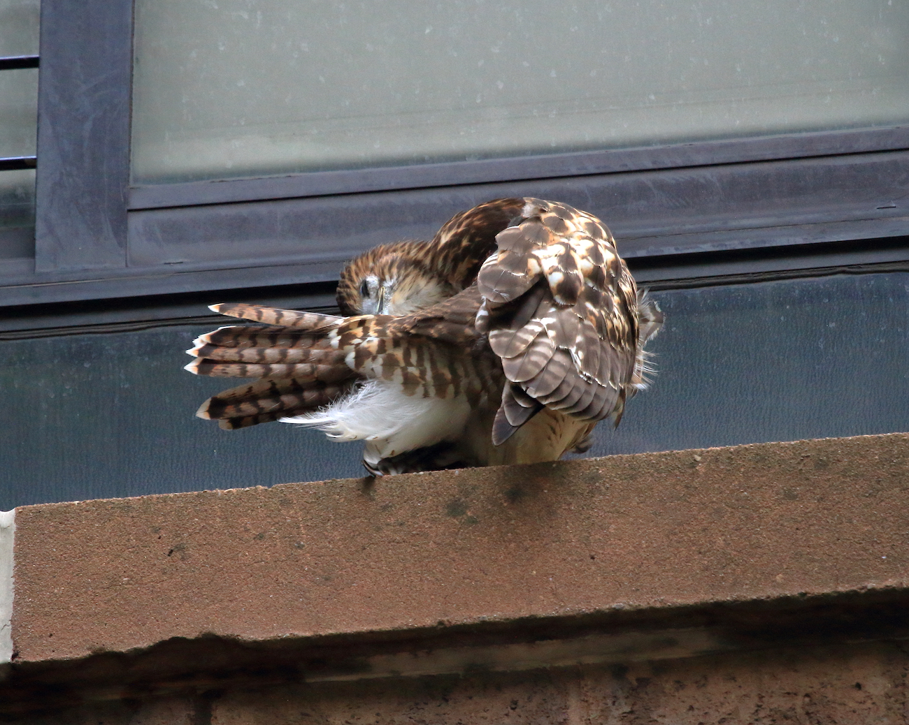 Washington Square Park fledgling preening on window sill