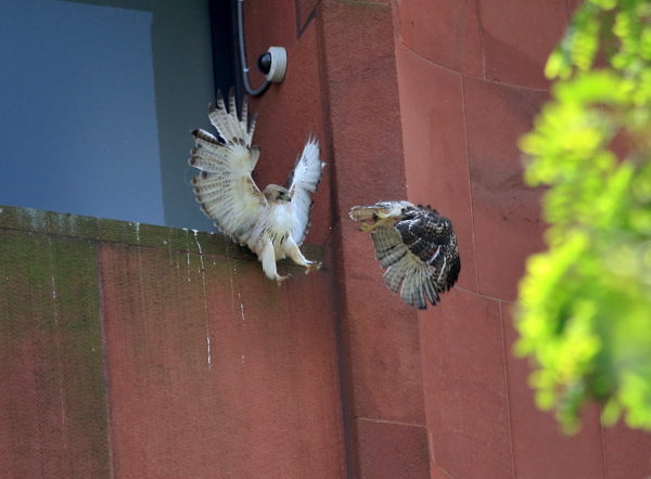 Baby hawk flying from attacking male