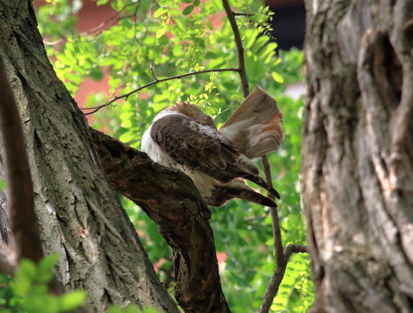 Red-tailed Hawk preening Washington Square tree