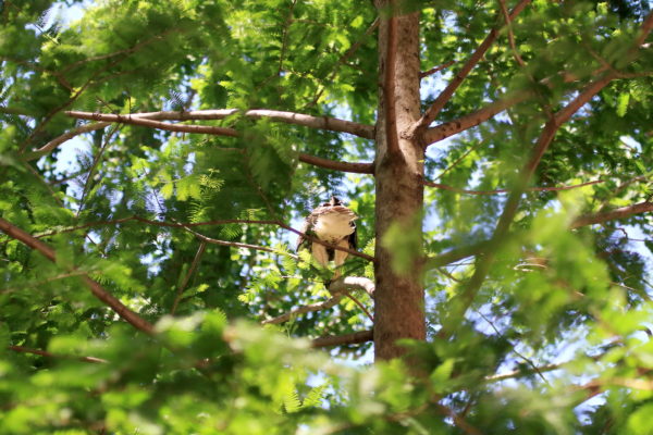 Hawk fledgling sitting on tree with back towards camera
