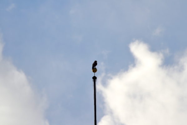 Juno Washington Square Hawk sitting flag pole