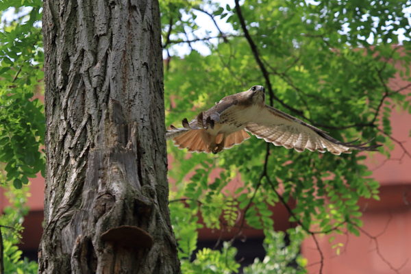 Red-tailed Hawk flying through park trees