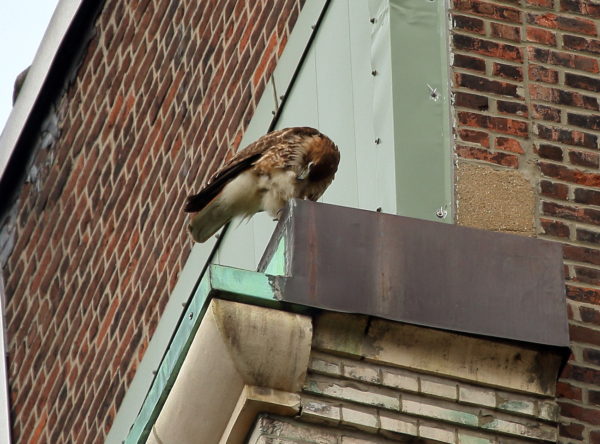 Sadie Hawk preening on a building corner