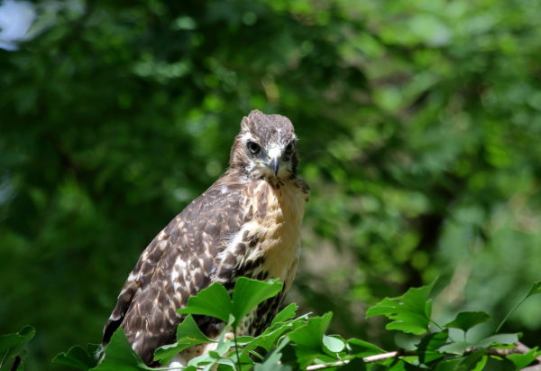 fledgling Hawk looking toward camera