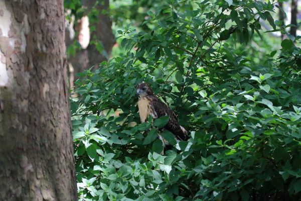 Fledgling Hawk sitting in leafy bush