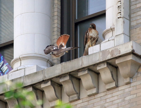 male Hawk flying from Sadie in window