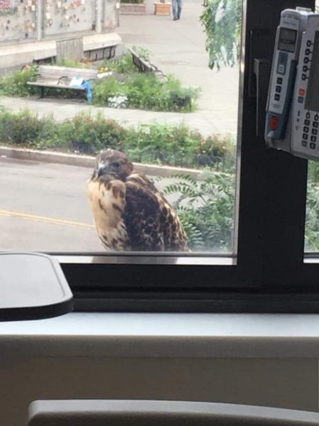Fledgling Red-tailed Hawk on window sill