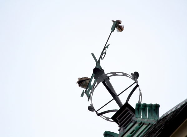 Juno on one end of a weather vane, Mockingbird on another
