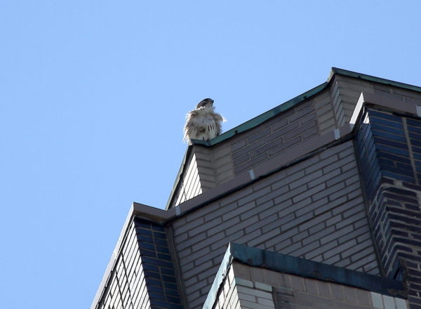 Juno the Hawk sitting on One Fifth Avenue building