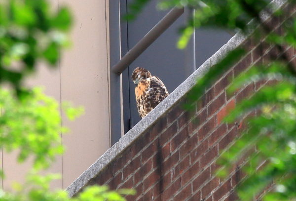 Fledgling sitting with eyes closed on building