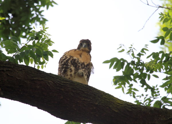 Red-tailed Hawk fledgling sitting on tree branch