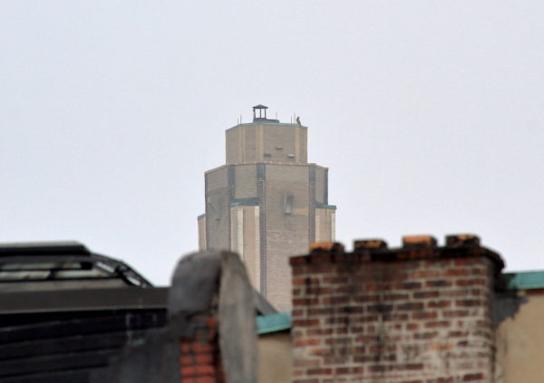 Red-tailed Hawk Juno on distant One Fifth Avenue building