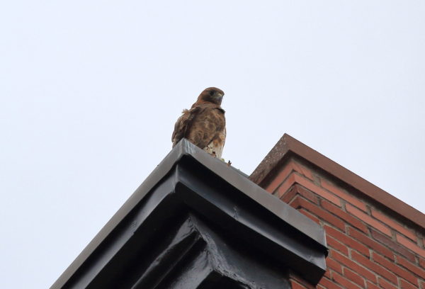 Sadie Hawk perched on a building corner looking down